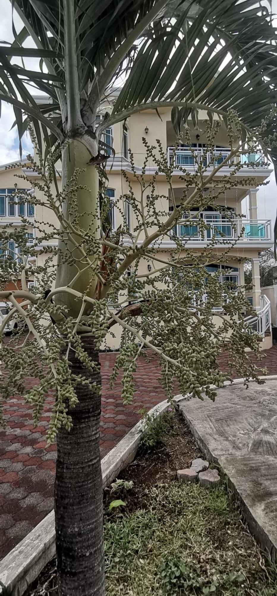 Luxor Residence Guesthouse Belle Mare Exterior foto